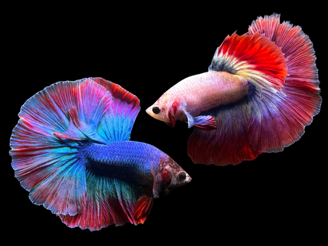 Mascot Halfmoon Male Betta