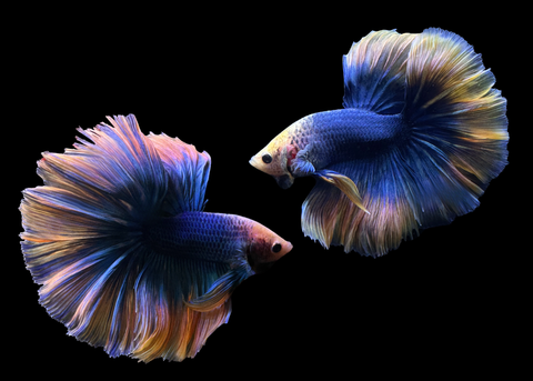 Yellow Mascot Halfmoon Male Betta