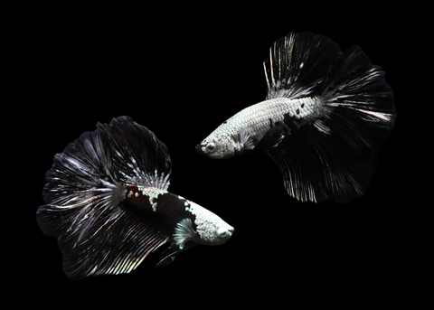 Samurai Halfmoon Male Betta