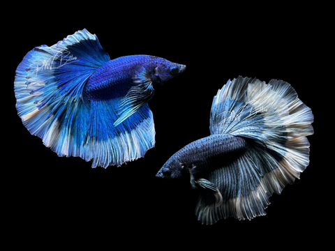 Blue Butterfly Halfmoon Betta