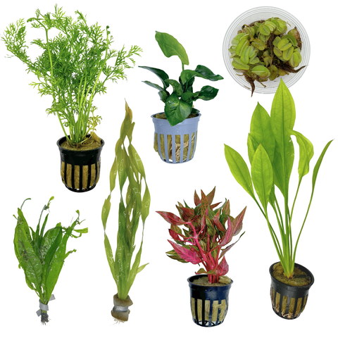 Betta Plant Pack