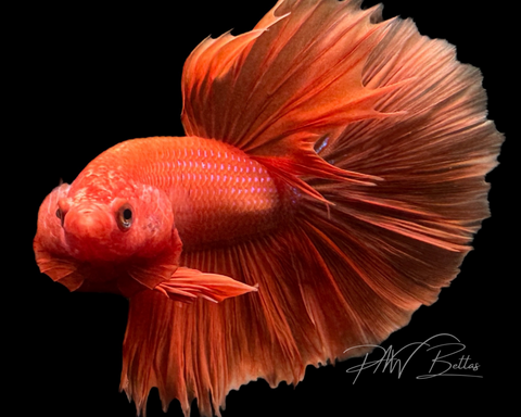 Orange Betta Photo Print