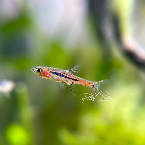 Chili Rasbora | Boraras brigittae