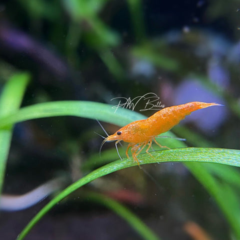 Pumpkin Orange Shrimp | Neocaradina