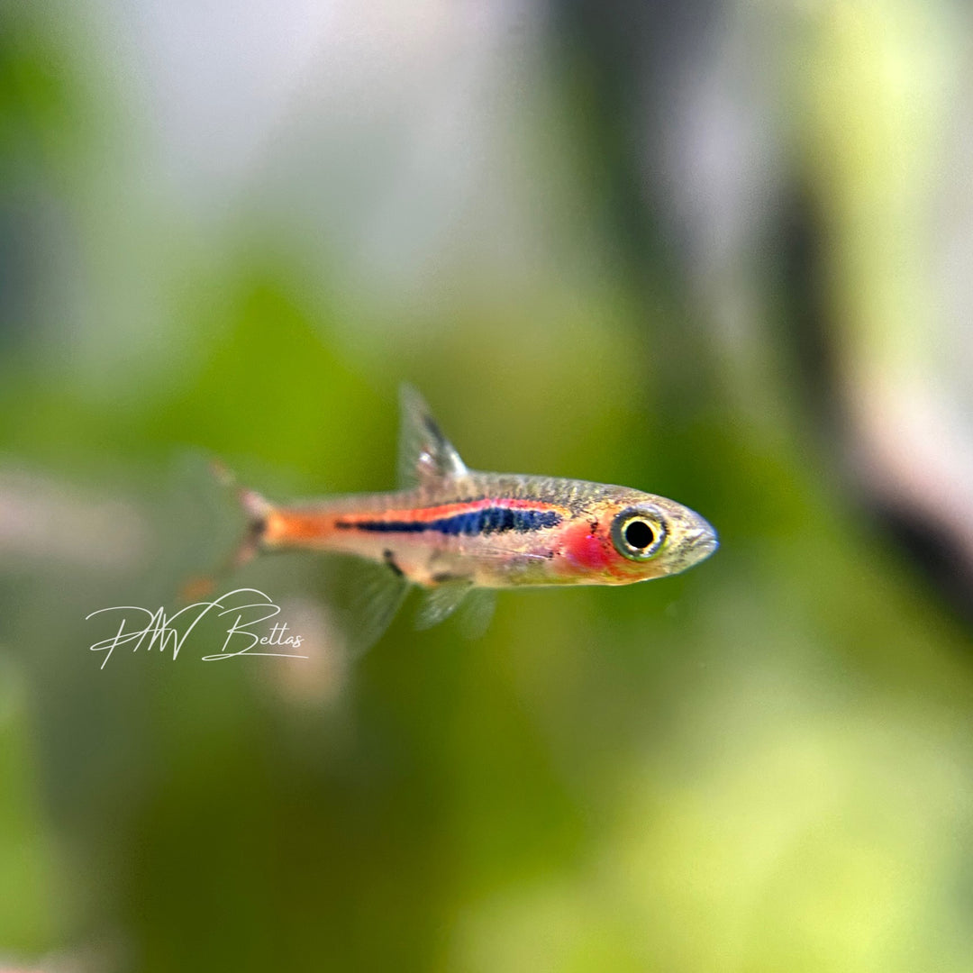 Chili Rasbora Boraras brigittae PNW Bettas