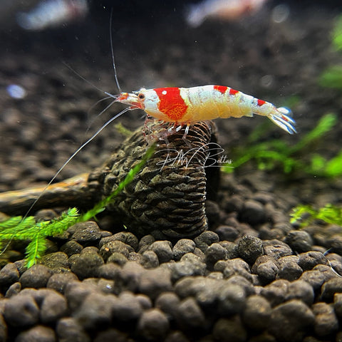 Crystal Red Shrimp | Caradina | S-SS