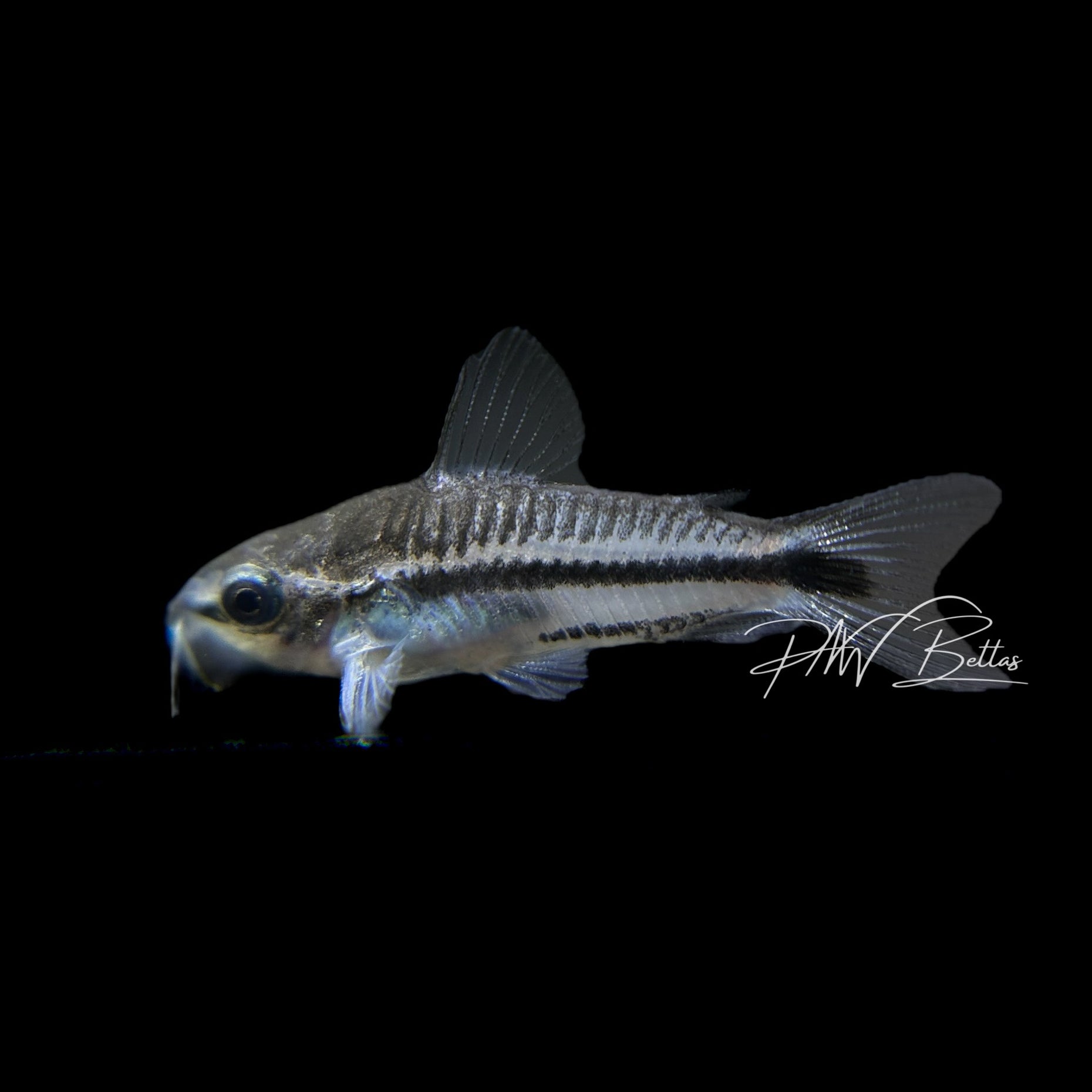 Freshwater Fish – PNW Bettas