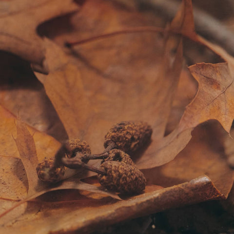 Alder Cones