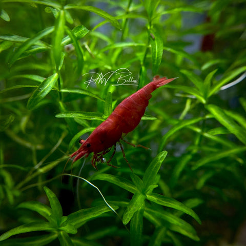 Fire Red Cherry Shrimp | Neocaradina