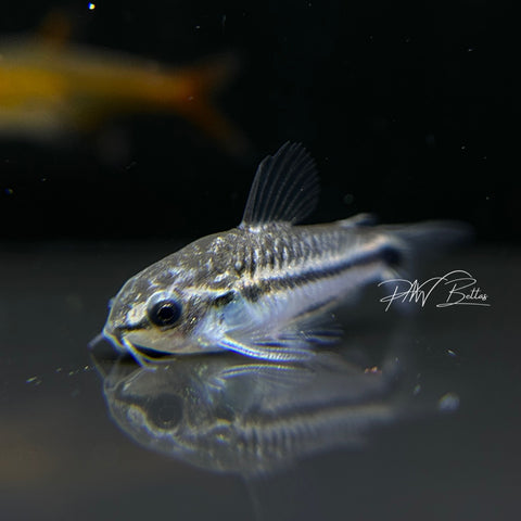 Pygmy Corydora | Corydoras pygmaeus