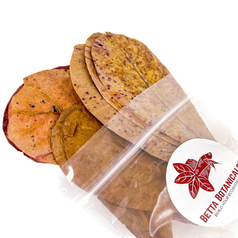 Indian Almond Leaves & Catappa Leaves (Small)