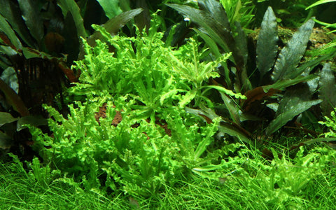 Pogostemon helfer