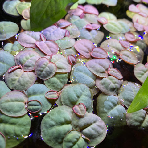 Red Root Floaters