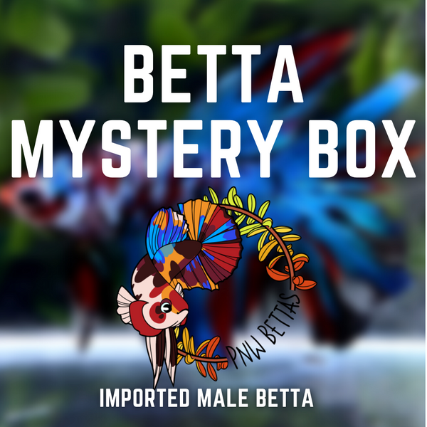 betta fish surprise box Male Betta Mystery Box – PNW Bettas