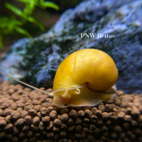 Gold Mystery Snails