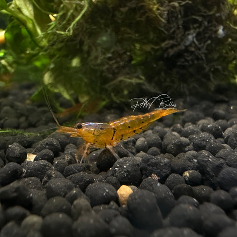 Tangerine Tiger Shrimp | Caradina