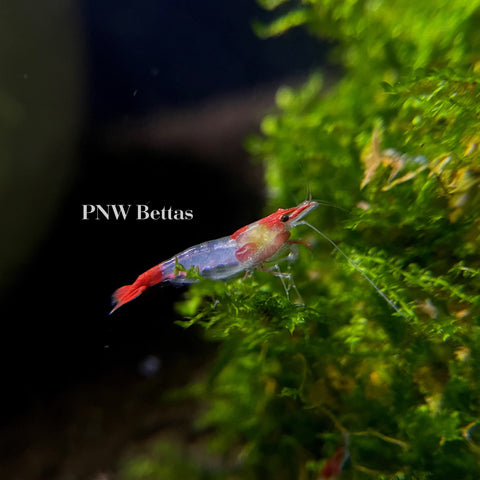 Red Rili Shrimp | Neocaradina