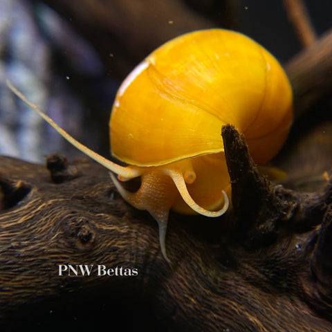Gold Mystery Snails